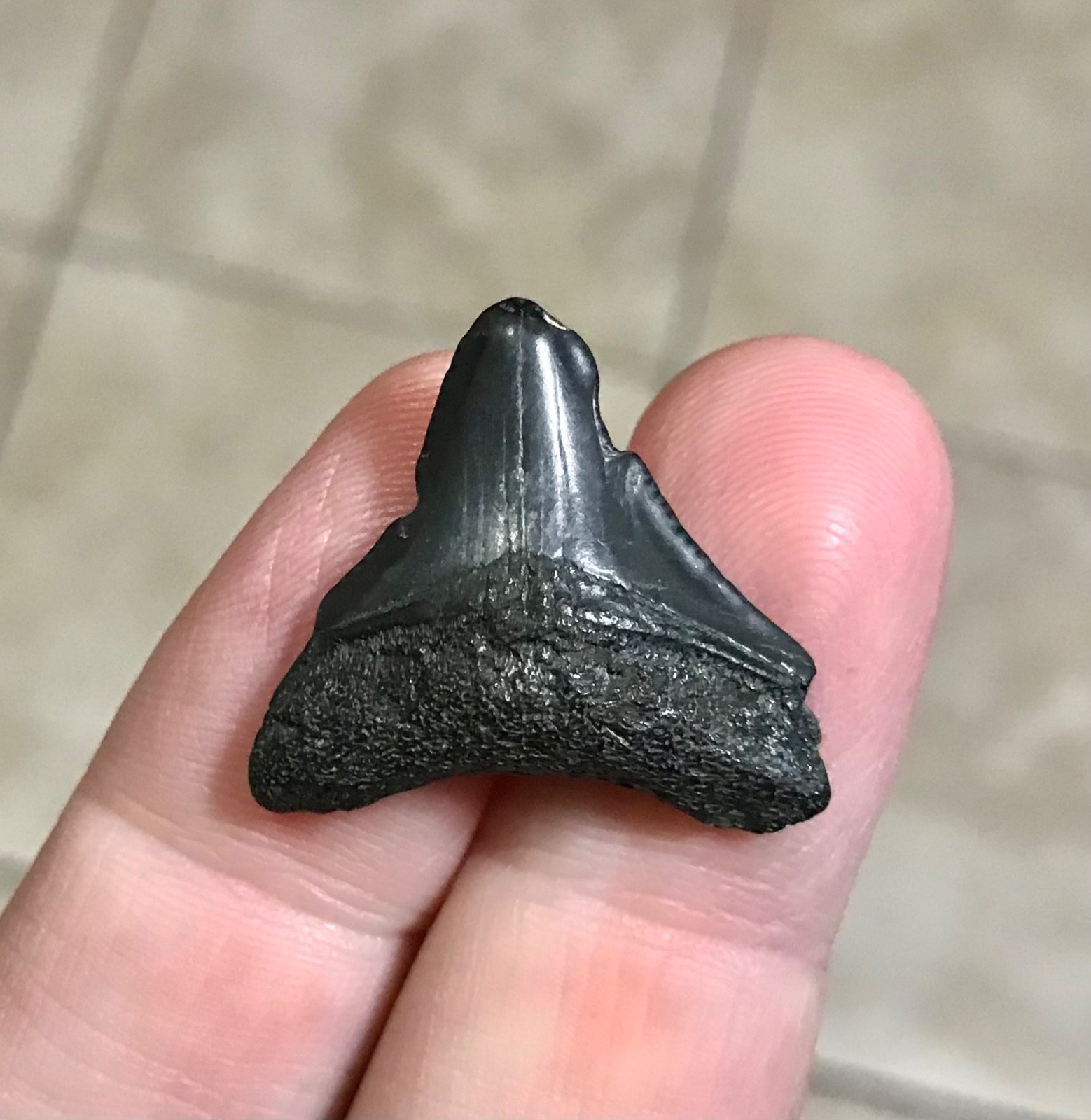 SWEET BABY SLICER - S.W. FLORIDA LAND FIND - SHARKTOOTH FOSSIL SWEET BABY SLICER - S.W. FLORIDA LAND FIND - SHARKTOOTH FOSSIL