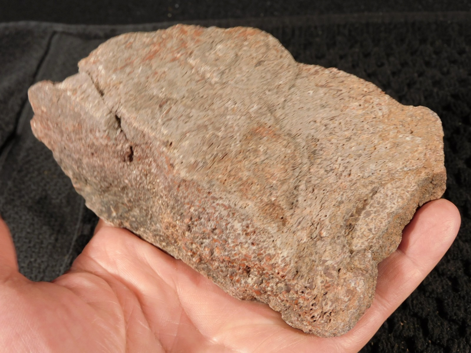 190 Million Year OLD DINOSAUR Bone FOSSIL From Jurassic Utah 510gr