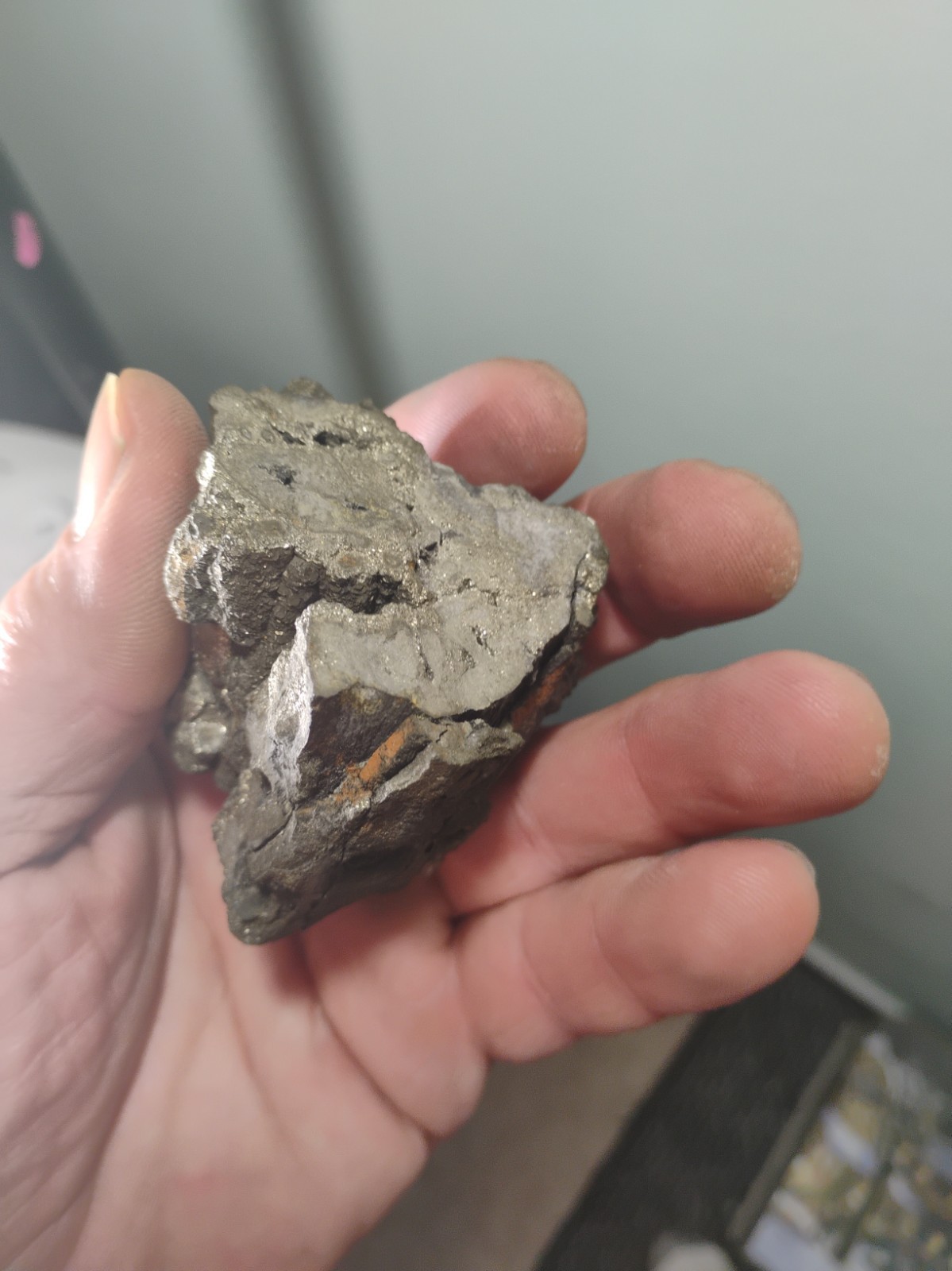 Rare Pyritized Petrified Wood –