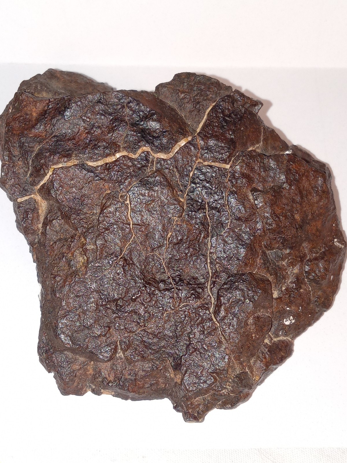 NWA Stony Meteorite 133 Gr. End Slice  Unclassified From Private Collection