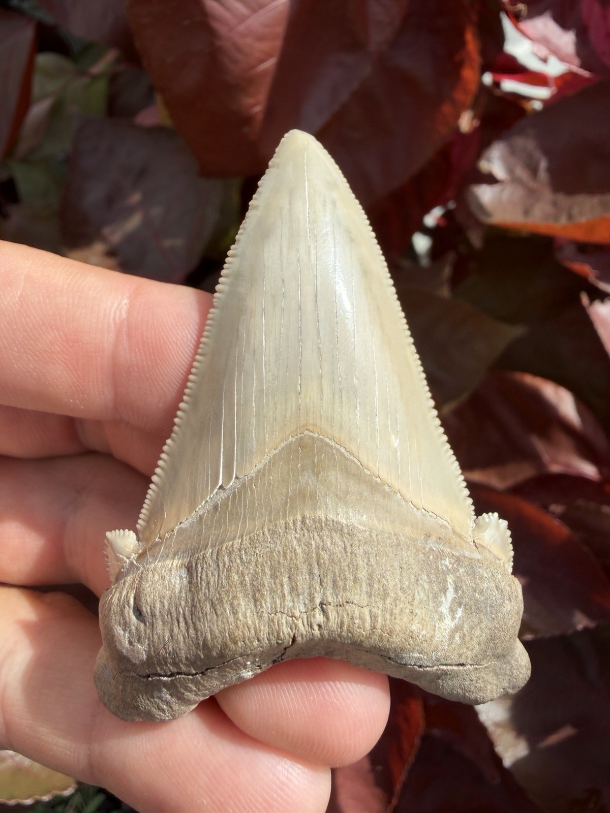 Collector Grade Angustidens Shark Tooth Fossil 2.79” All Natural