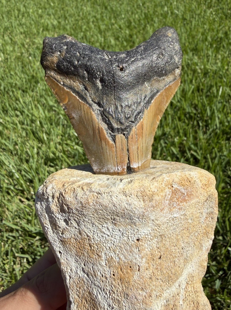Fossil Megalodon Shark Tooth Mounted in Fossil Whale Vertebrae Free Standing
