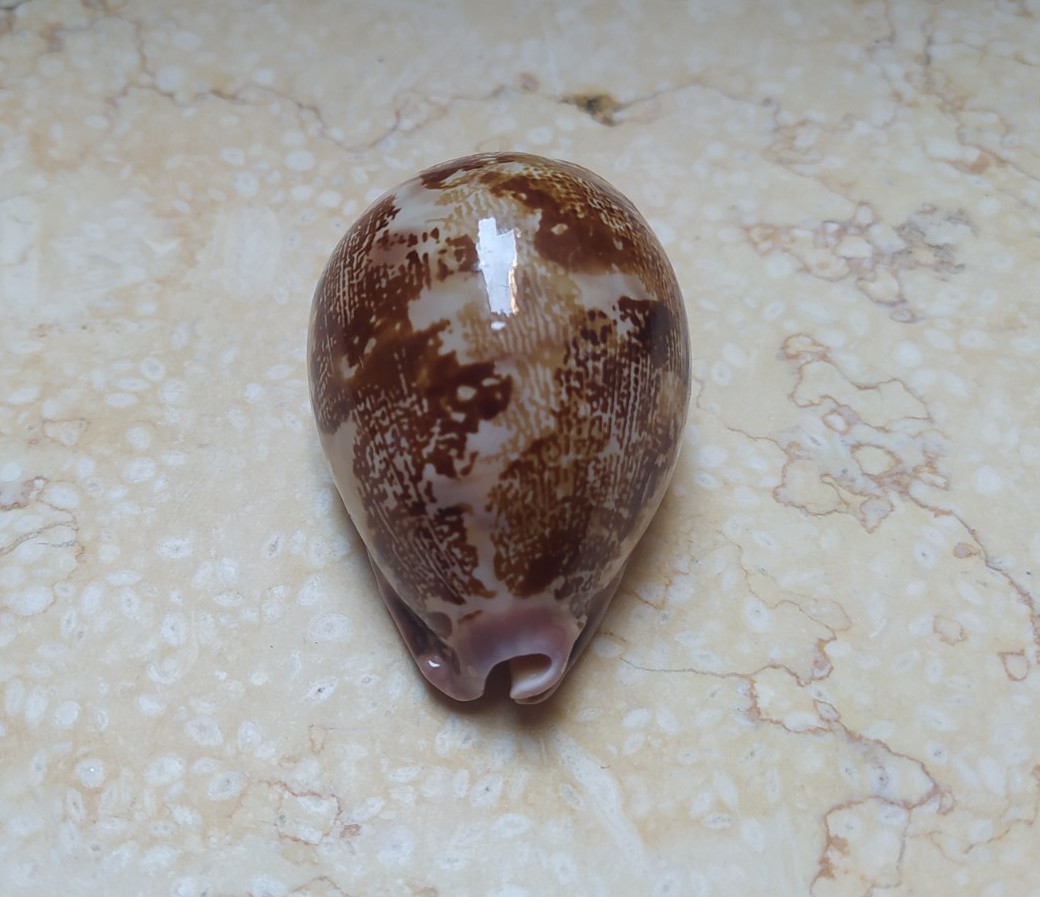 F Cypraea rosea mappa singularis 66 mm F++++F+++ rare red sea shell super glossy