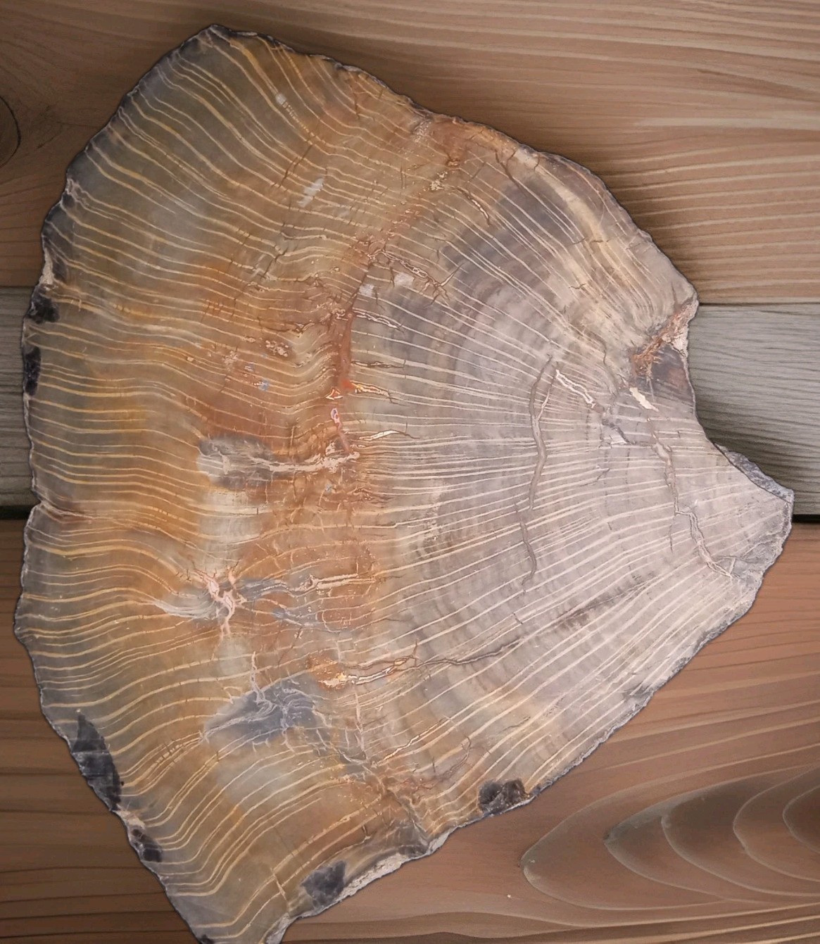 Petrified Wood Schilderia Holbrook AZ Chinle Fm Triassic 4 lbs 3 oz