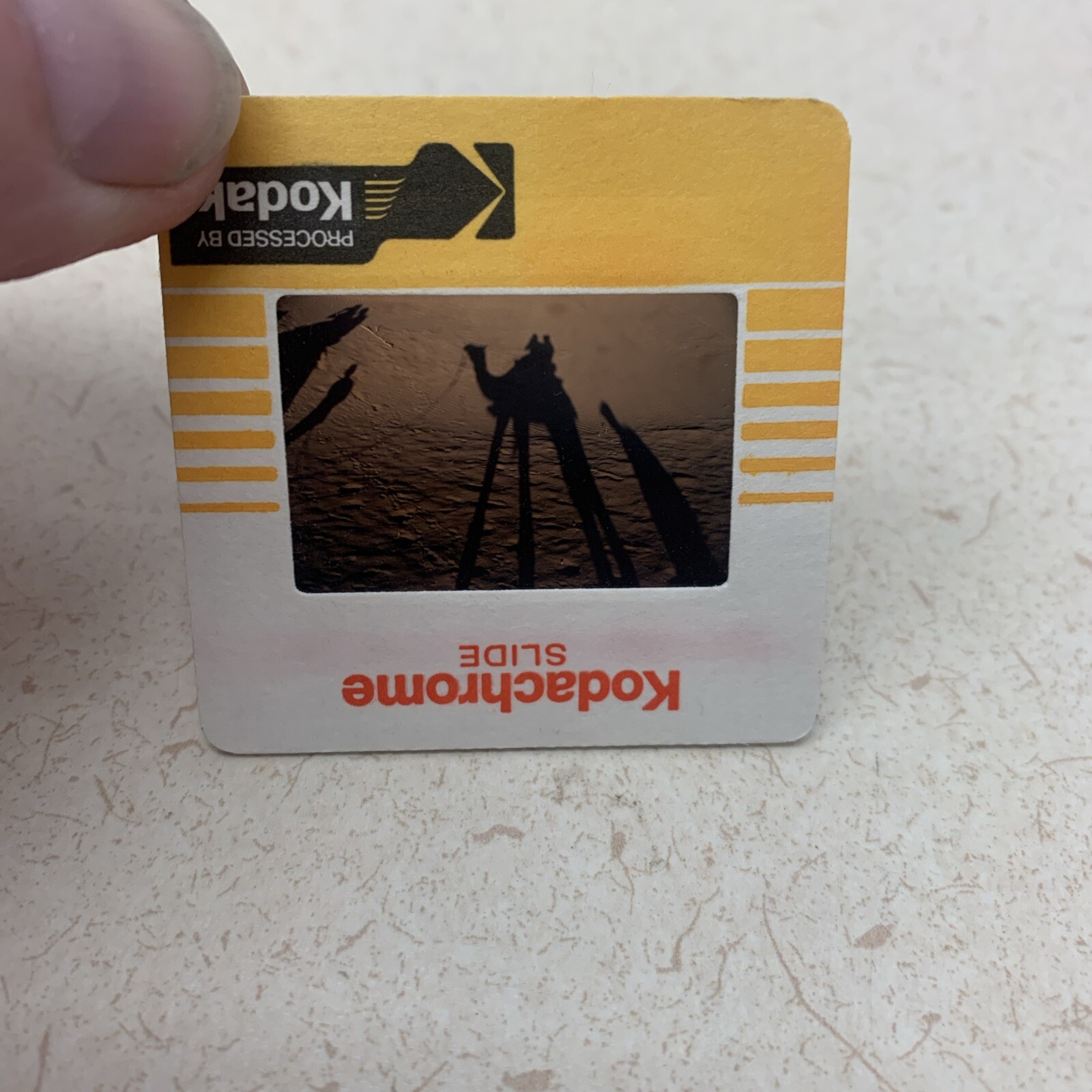 Vintage Travel 35mm Slide Photo Camel Desert Sand Shadow 1985 Kodak