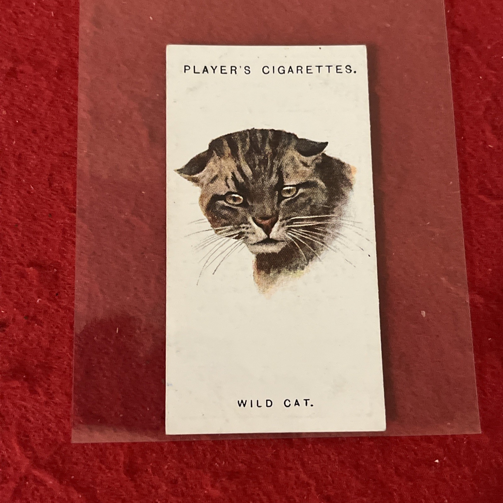 1931 Player’s “Wild Animals’ Heads” THE WILD CAT Tobacco Card #12  EX