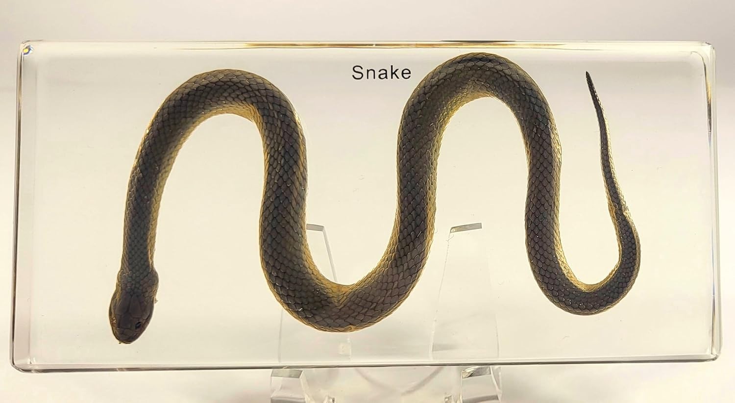 Chinese Water Snake Encased in Crystal Clear Lucite Resin 6.3\
