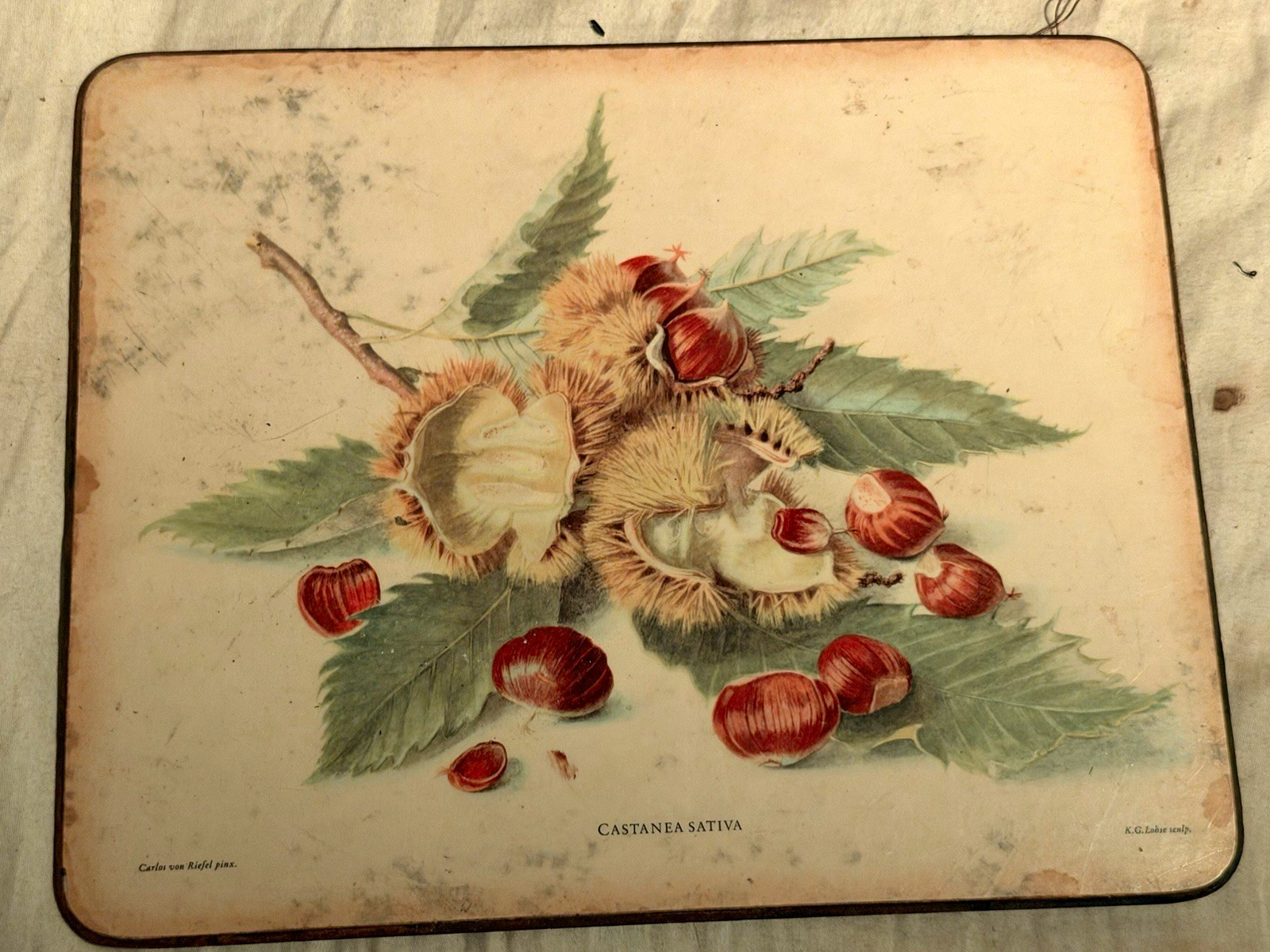 Rectangular Serving Tray Castanea Sativa Chestnut Botanical Print Felt Back Rectangular Serving Tray Castanea Sativa Chestnut Botanical Print Felt Back