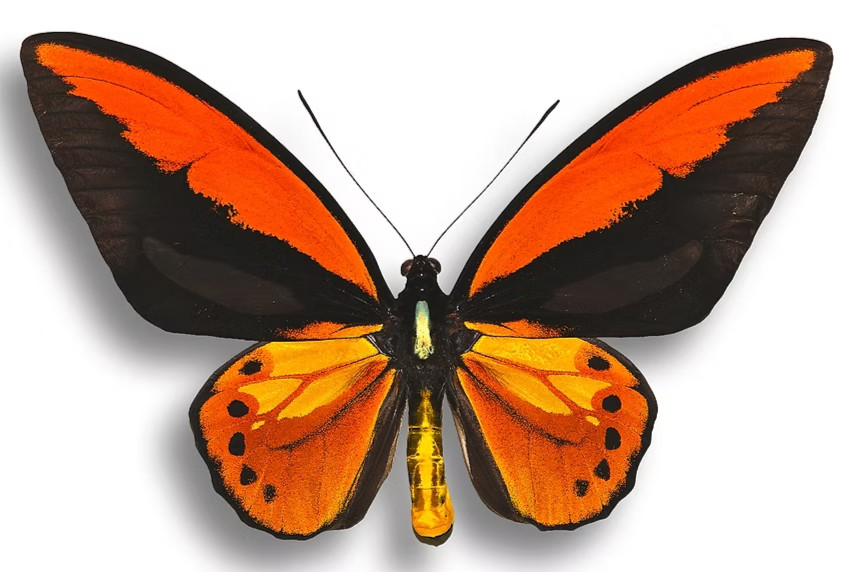 Ornithoptera croesus ssp. toeantei - RARE A1 MALE, Wings Unspread, Morotai Isl. Ornithoptera croesus ssp. toeantei - RARE A1 MALE, Wings Unspread, Morotai Isl.