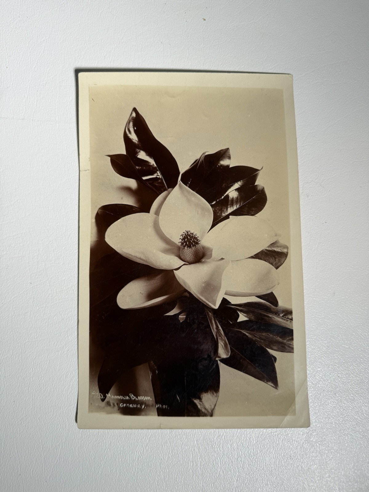 Beautiful Original 1930's Photograph of Magnolia Flower