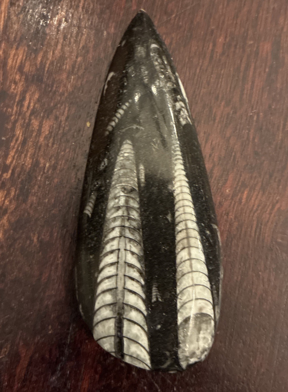 Huge 3.75 In Long Orthoceras Squid Fossil Old 2 squids Tear Drop Shape