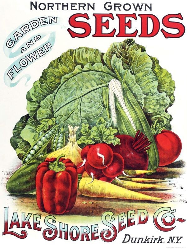 Lake Shore Seeds of Dunkirk, New York NEW METAL SIGN: 12x16\
