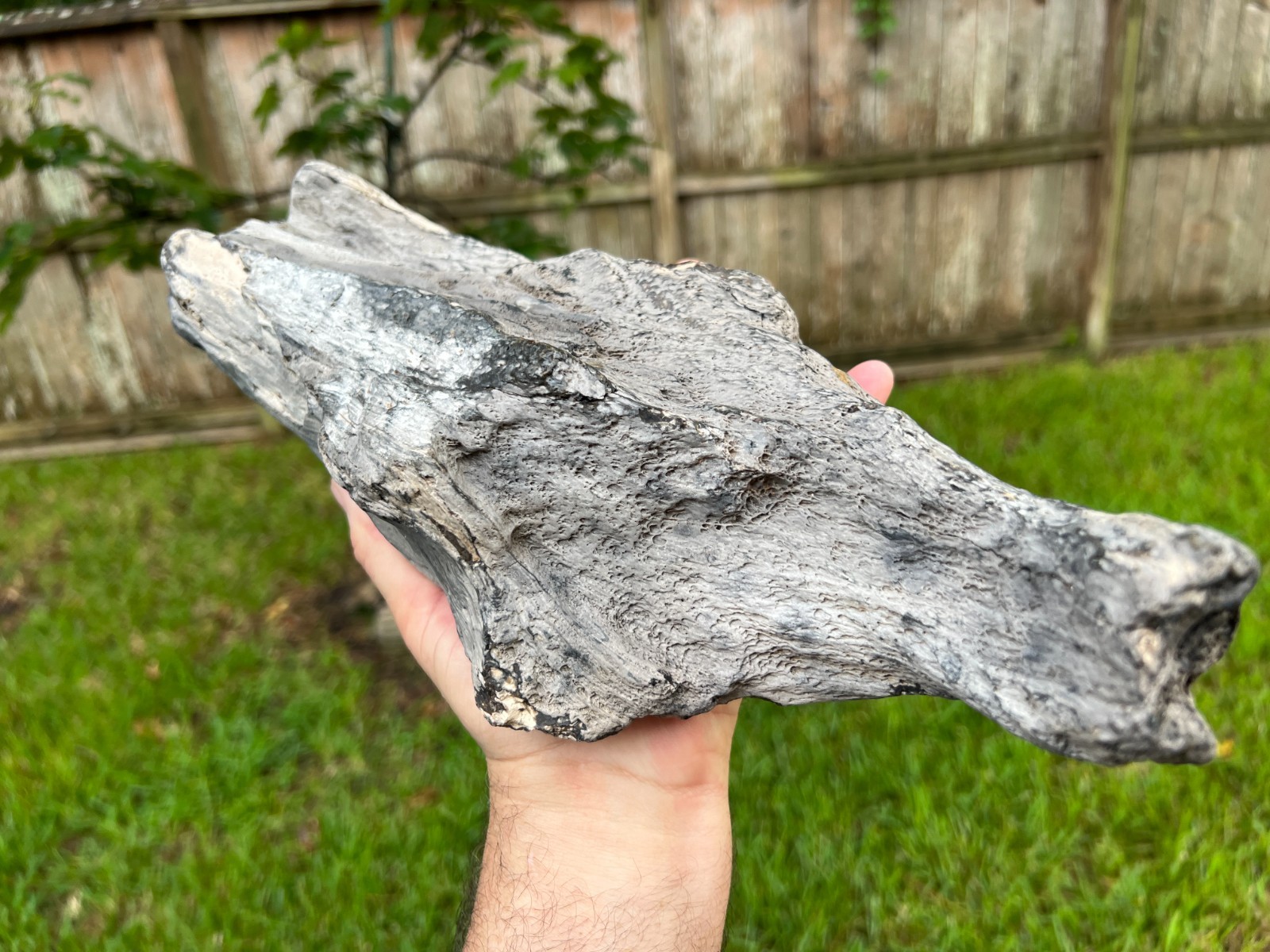 Texas Petrified Wood 15 Texas Petrified Wood 15