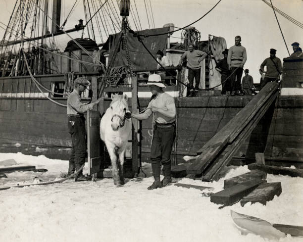 Lieutenant Rennick leading one of the ponies on to the sea ice Ant .. Old Photo
