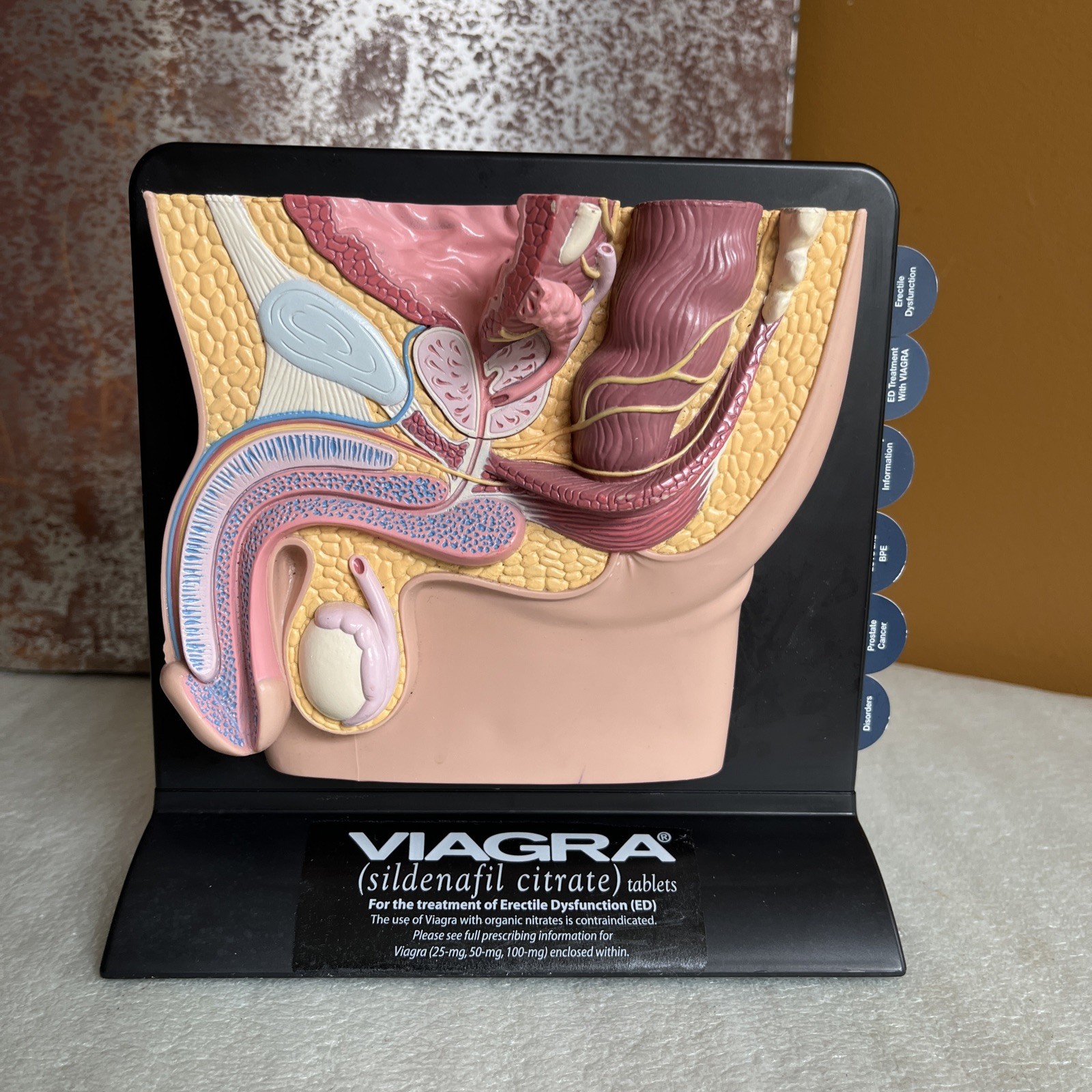 Vintage Viagra Detrol LA s Anatomy Model Pfizer Informational Pull Out Cards