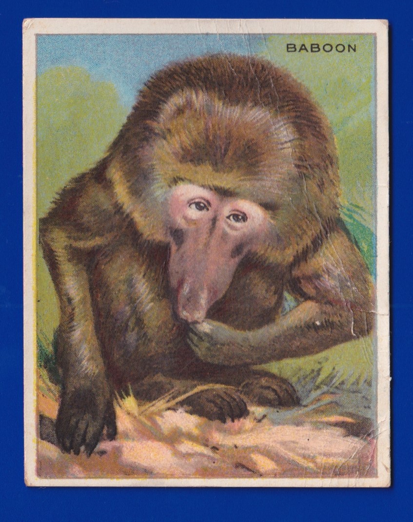 BABOON 1909-11 HASSAN T29 ANIMALS GOOD 