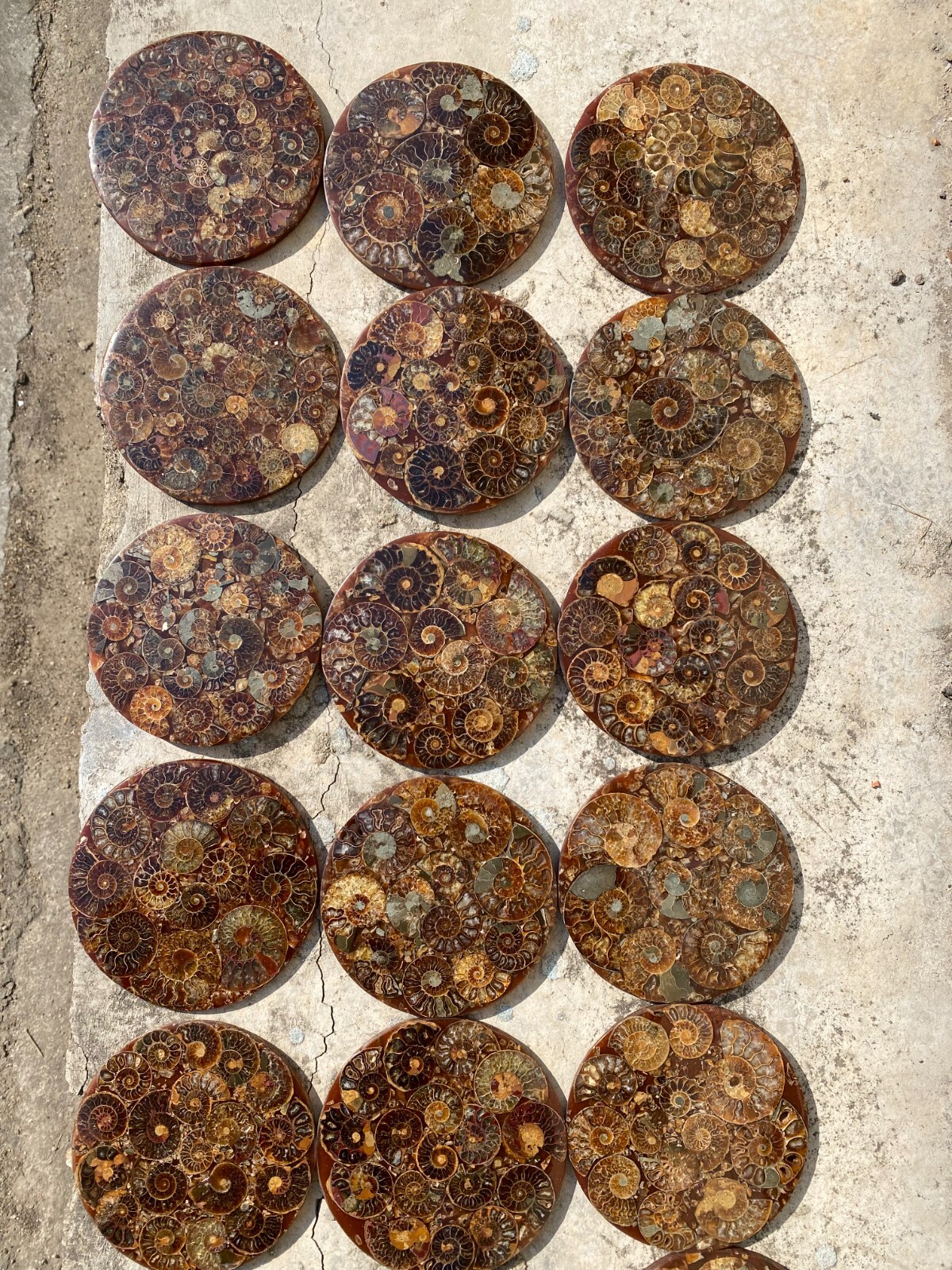 20PC Natural Ammonite Mineral Fossil Disc Ornament Crystal Specimen Collection
