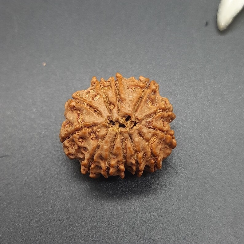 12 Mukhi Nepal Rudraksha Bead • Lab Certified Healing Seed (21–23mm) 12 Mukhi Nepal Rudraksha Bead • Lab Certified Healing Seed (21–23mm)