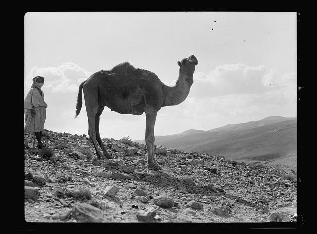 Photo:Camel Desert 1934 Man Standing Beside Camel Black and White Photo