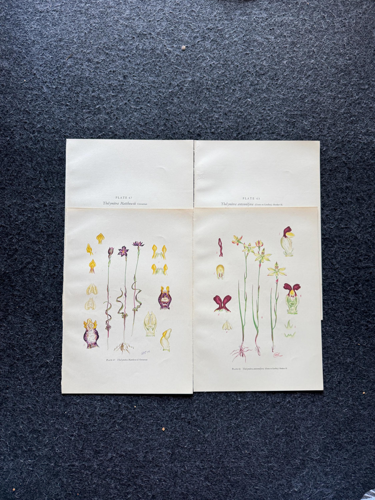2 LARGE MCM Orchid Lithographs, 10x14, 1951 Mid Century Modern Flower Botany Wa