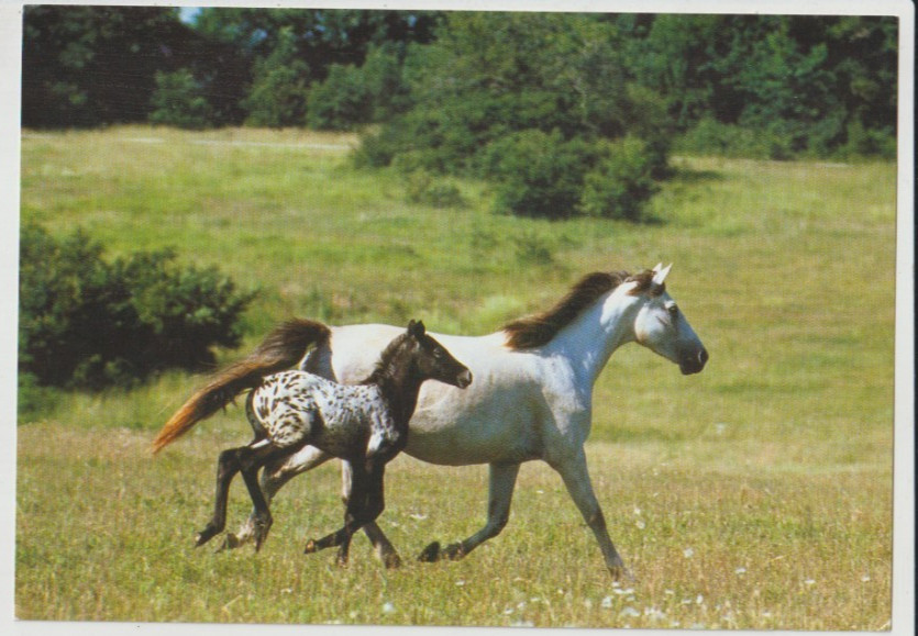 APPALOOSA MARE AND FOAL Horse Postcard APPALOOSA MARE AND FOAL Horse Postcard