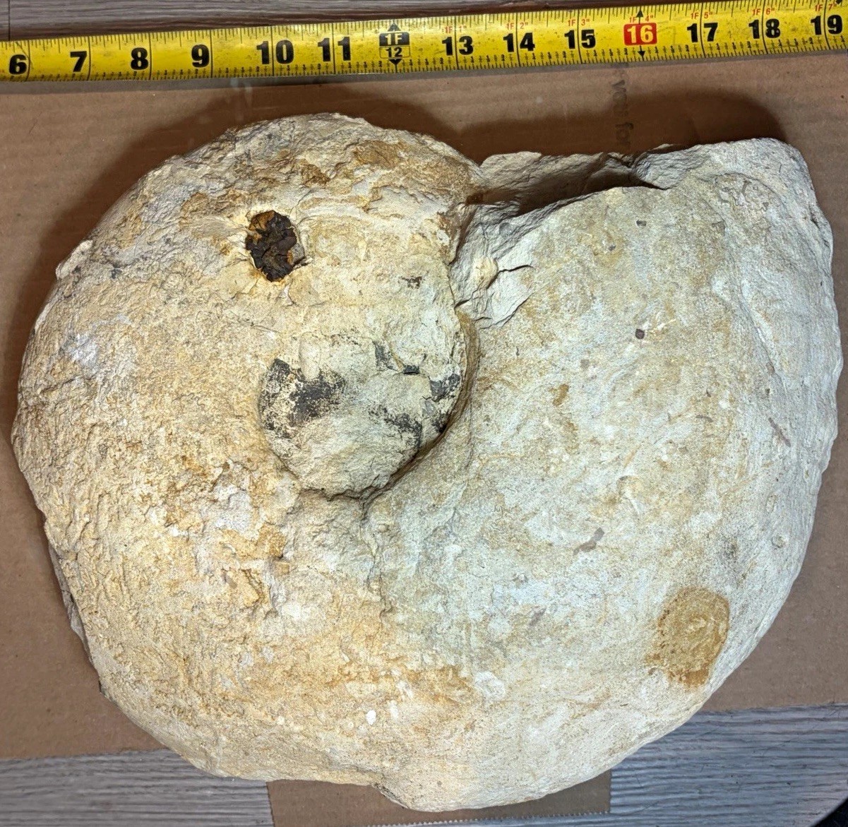 Massive Dinosaur Age Cretaceous Ammonite Fossil Texas