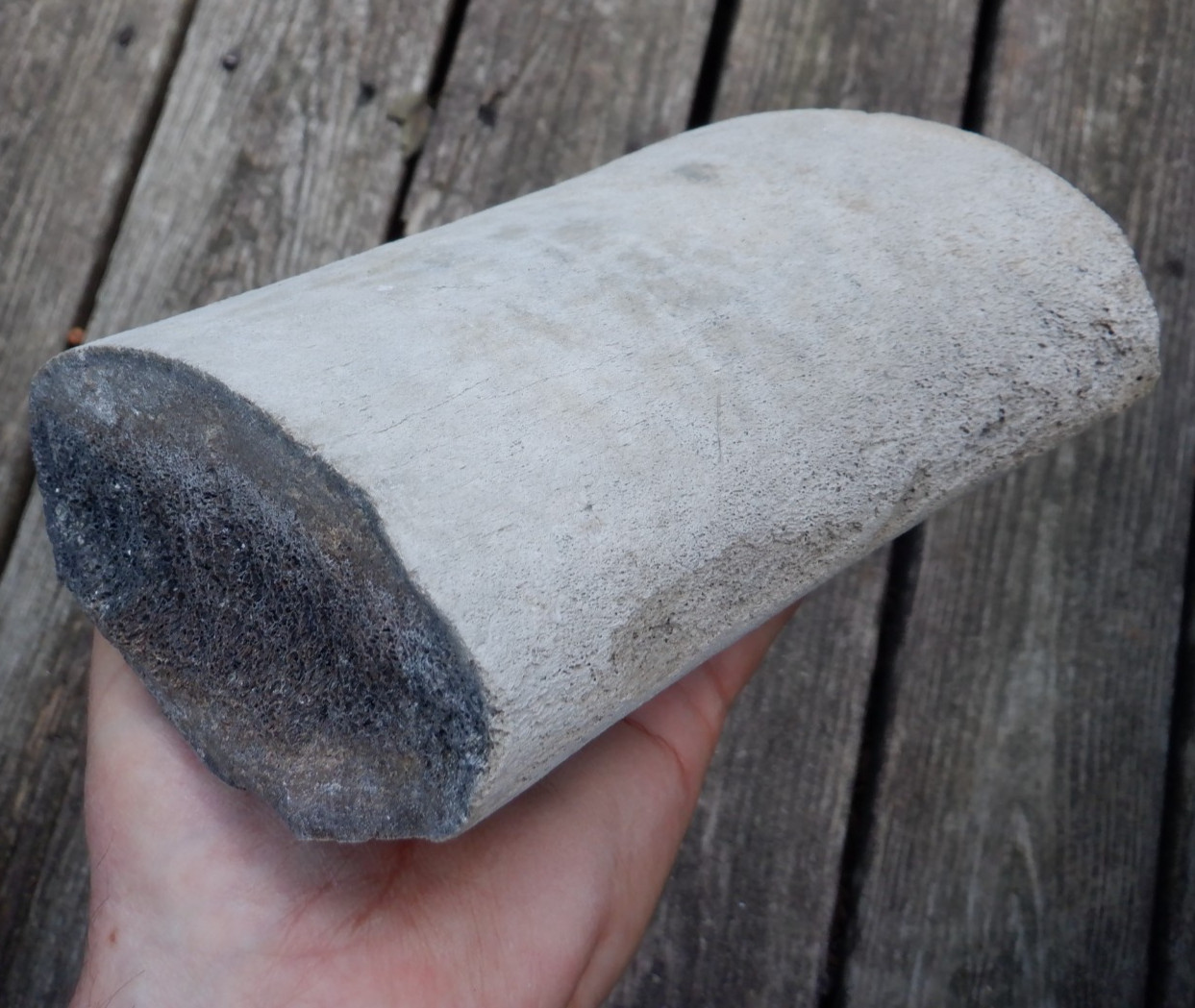 MASSIVE Rare AURORA NC Fossil WHALE RIB BONE Cetacean LEE CREEK MINE megalodon