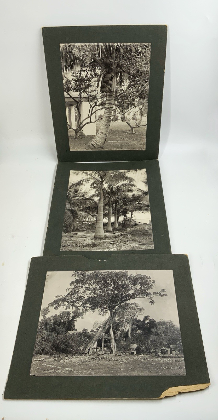 3 antique 1890’S J.N. Chamberlain Albumen PHOTOS Miami Florida scenery Banyan 3 antique 1890’S J.N. Chamberlain Albumen PHOTOS Miami Florida scenery Banyan