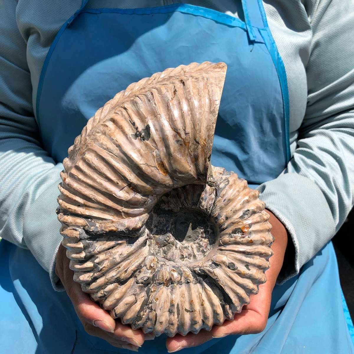 6.84LB Large Natural Beautiful Ammonite Fossil Conch Crystal Specimen Healing