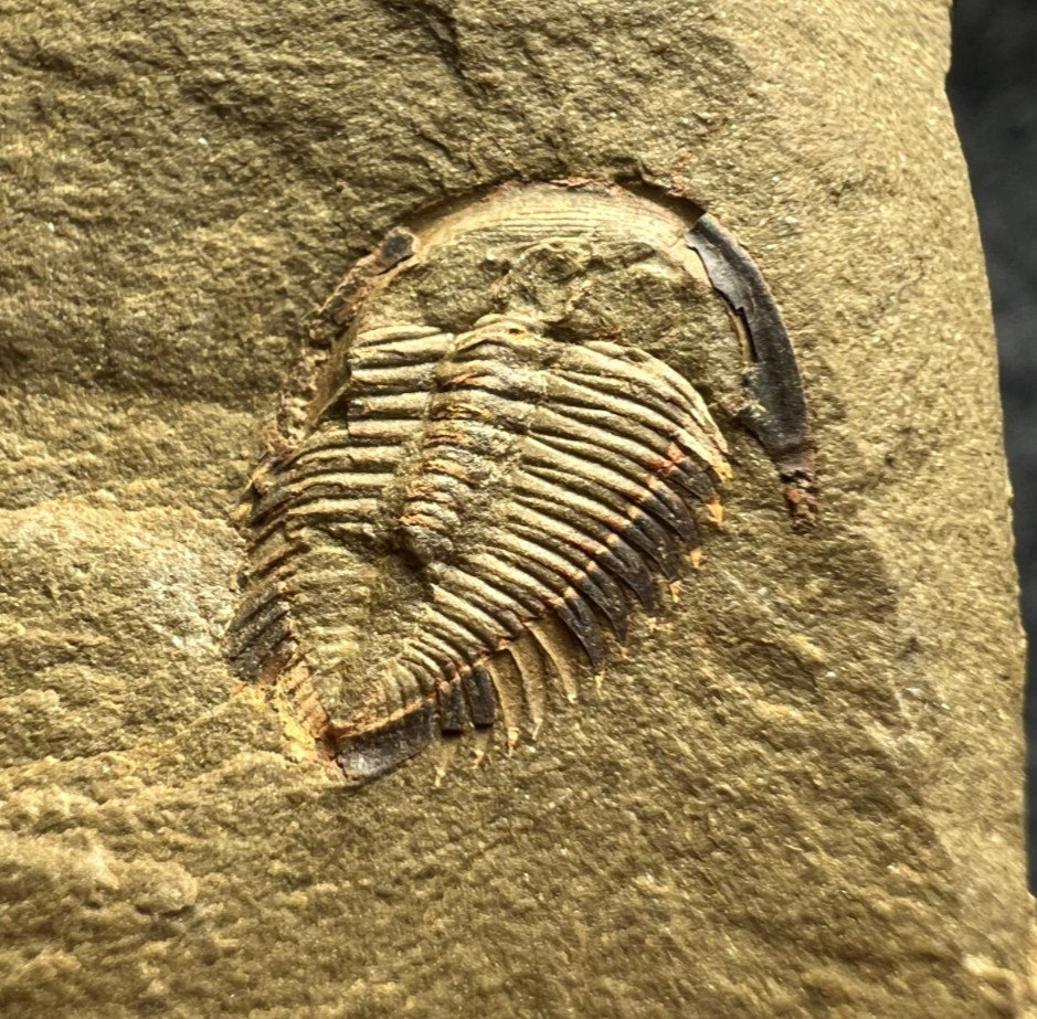 Dactylocephalus sp. Trilobite Fossil – Positive & Negative Pair ✅