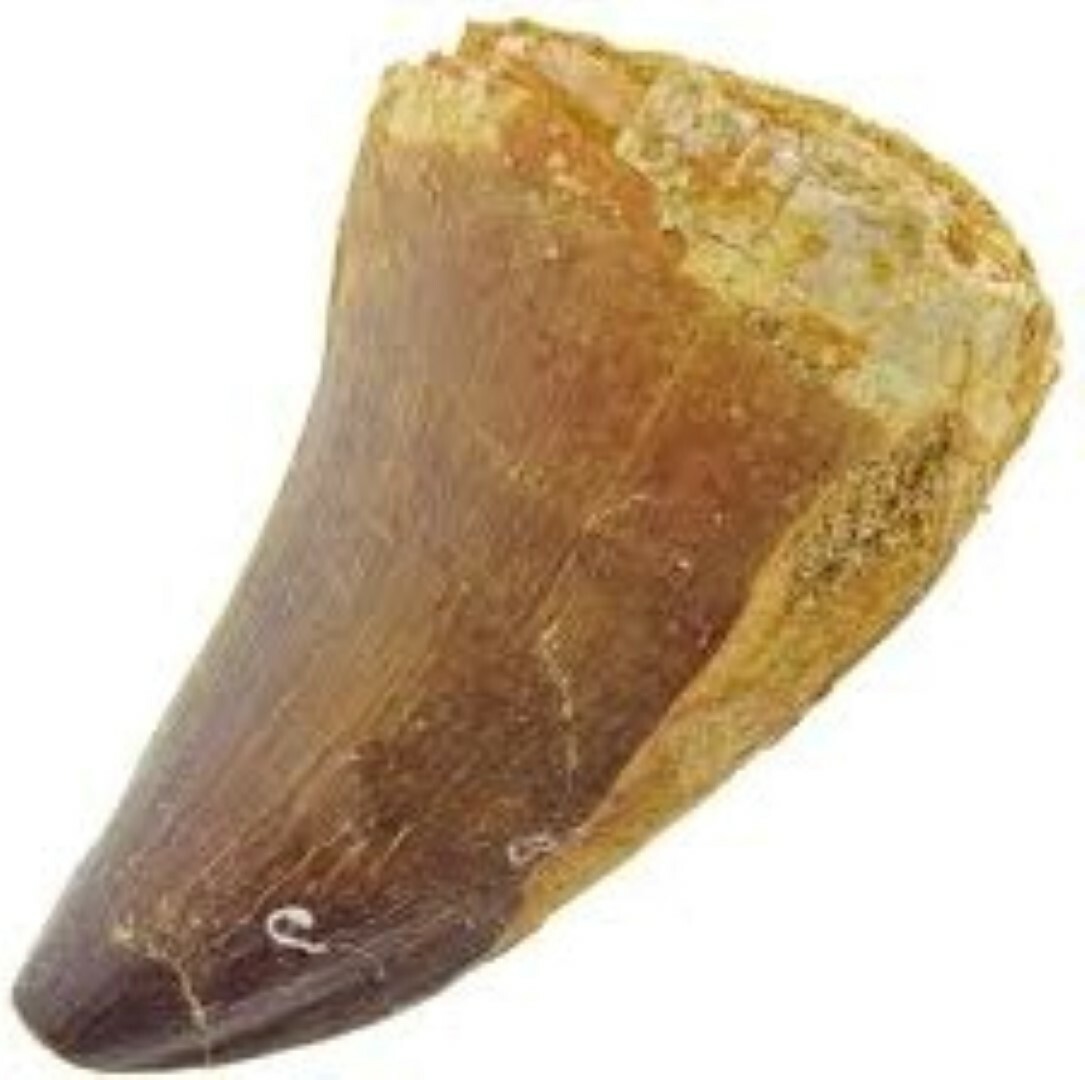 MOSASAURUS TOOTH MARINE DINOSAUR MOSASAUR REAL GIANT FOSSIL EXTINCT RELIC NICE