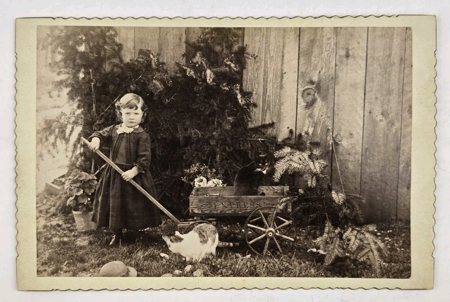 Rare Antique Cabinet Card Cat Photo ID\'d Girl Child Wagon Two Kitty Cats Unique