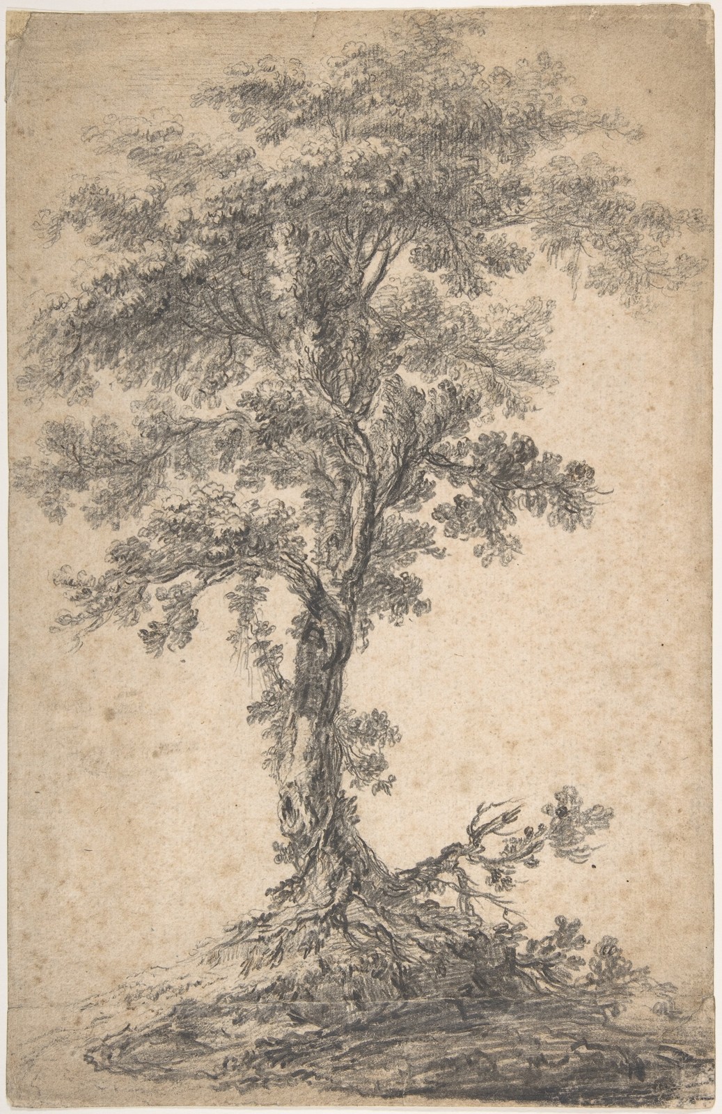 Jean Pillement Study of a Tree Vintage Art Sketch Glossy Photo Reprint