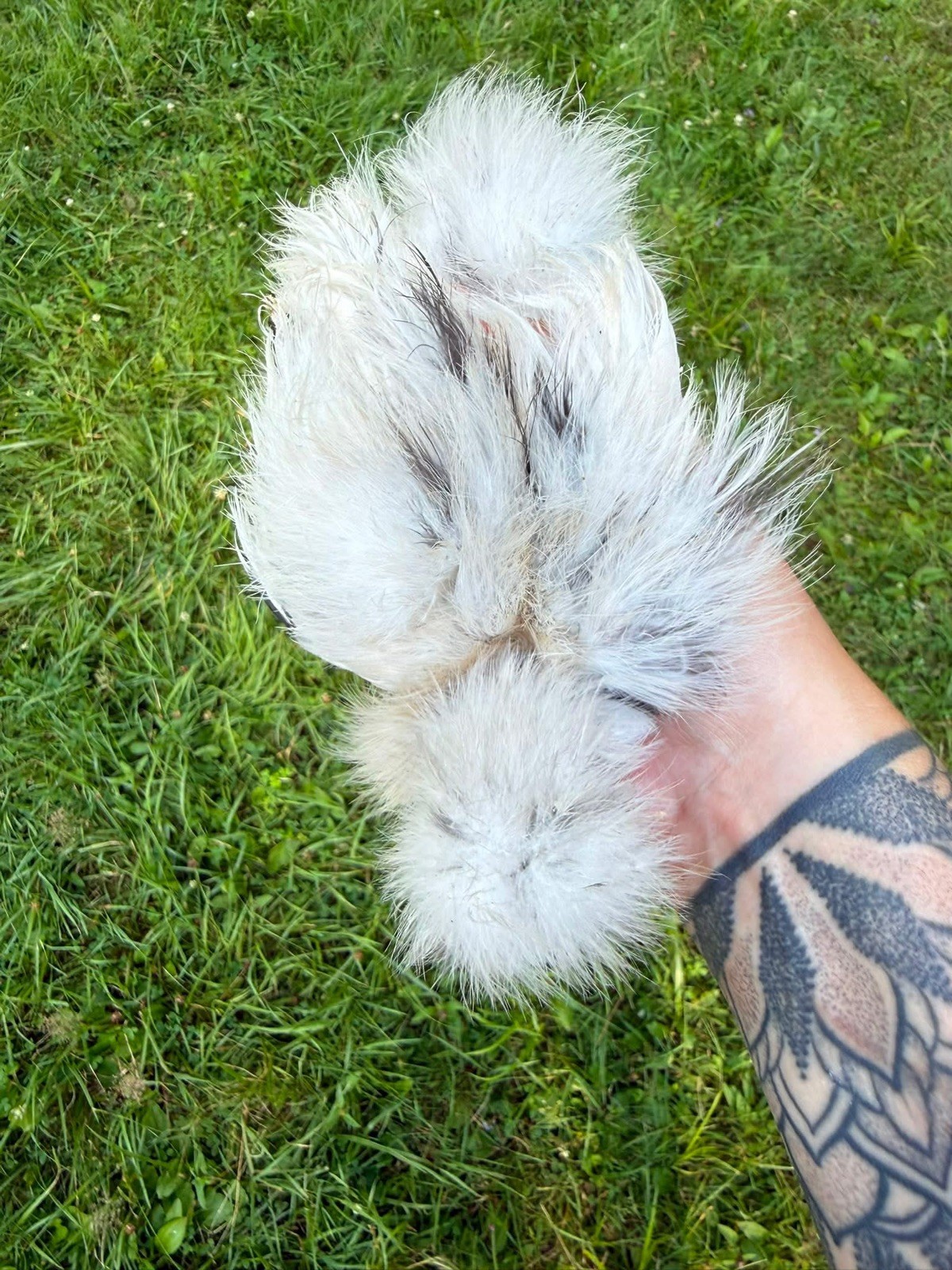 6 Silkie  Calico Splash/Calico Paint Project Pen Hatching Eggs NPIP/AI