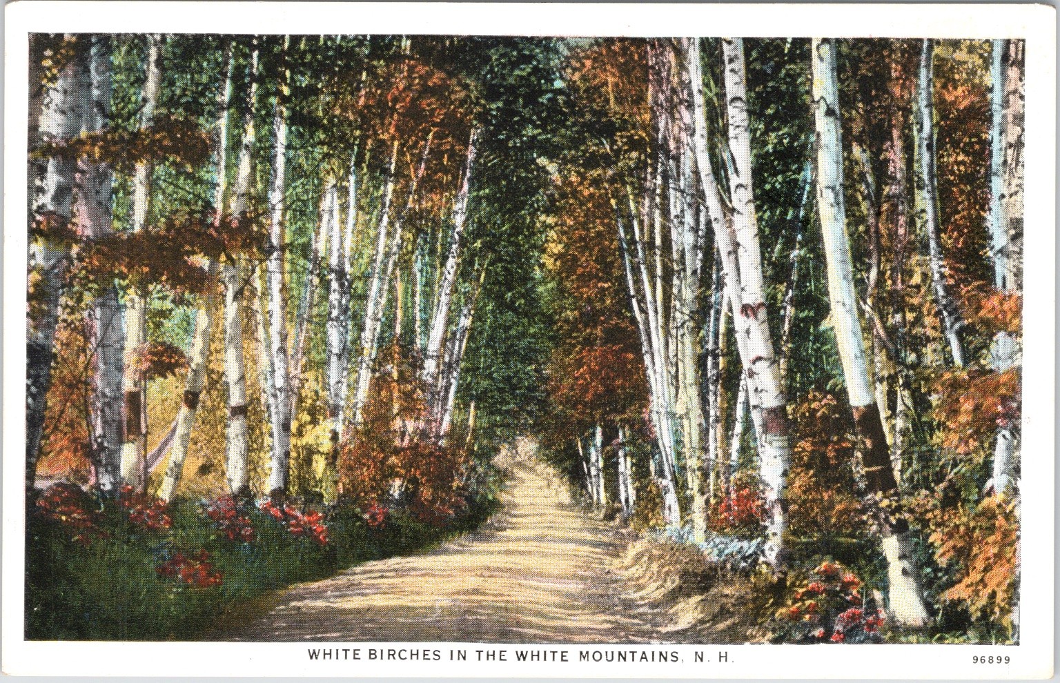 White Birches Road White Mountains NH Vintage Postcard 1933 Curt Teich White Birches Road White Mountains NH Vintage Postcard 1933 Curt Teich