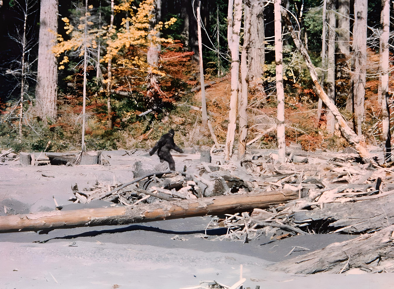 Roger Patterson & Bob Gimlin Bigfoot 8.5\