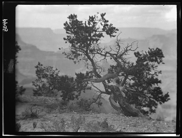 Photo:Grand Canyon Arizona 1900s Scenic Cliffside Pine Tree View
