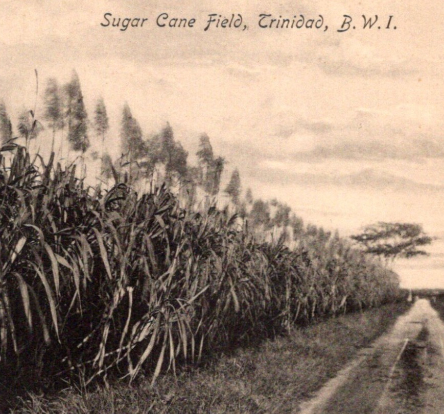 * Antique RPPC Sugar Cane Field Trinidad British West Indies Bwi c1900s Postcard