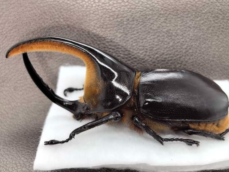 Dynastidae sp 101-2mm  Big size - South America