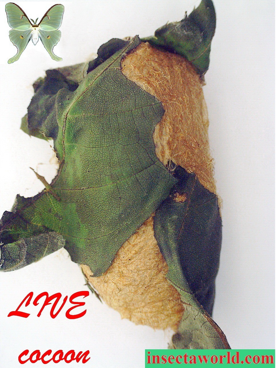 Luna moth (Actias luna) - LIVE COCOON in DIAPAUSE generation 2026 Luna moth (Actias luna) - LIVE COCOON in DIAPAUSE generation 2026