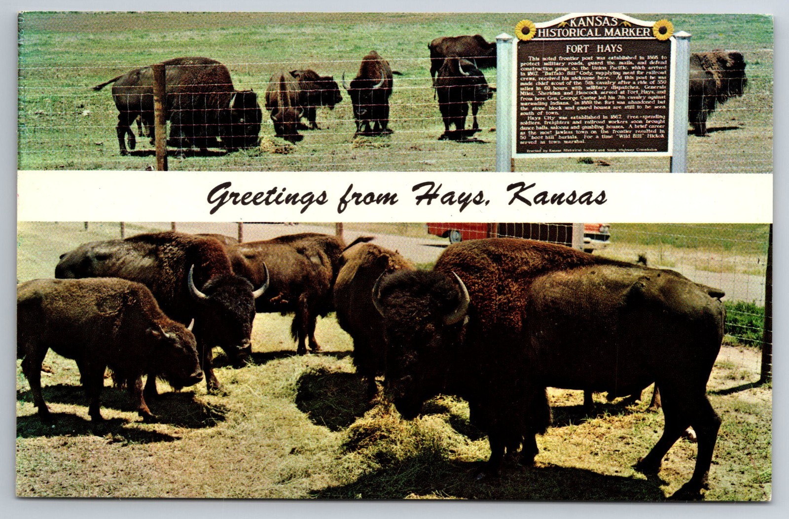 KS, Hays, Greetings, Buffalo, Vintage Postcard