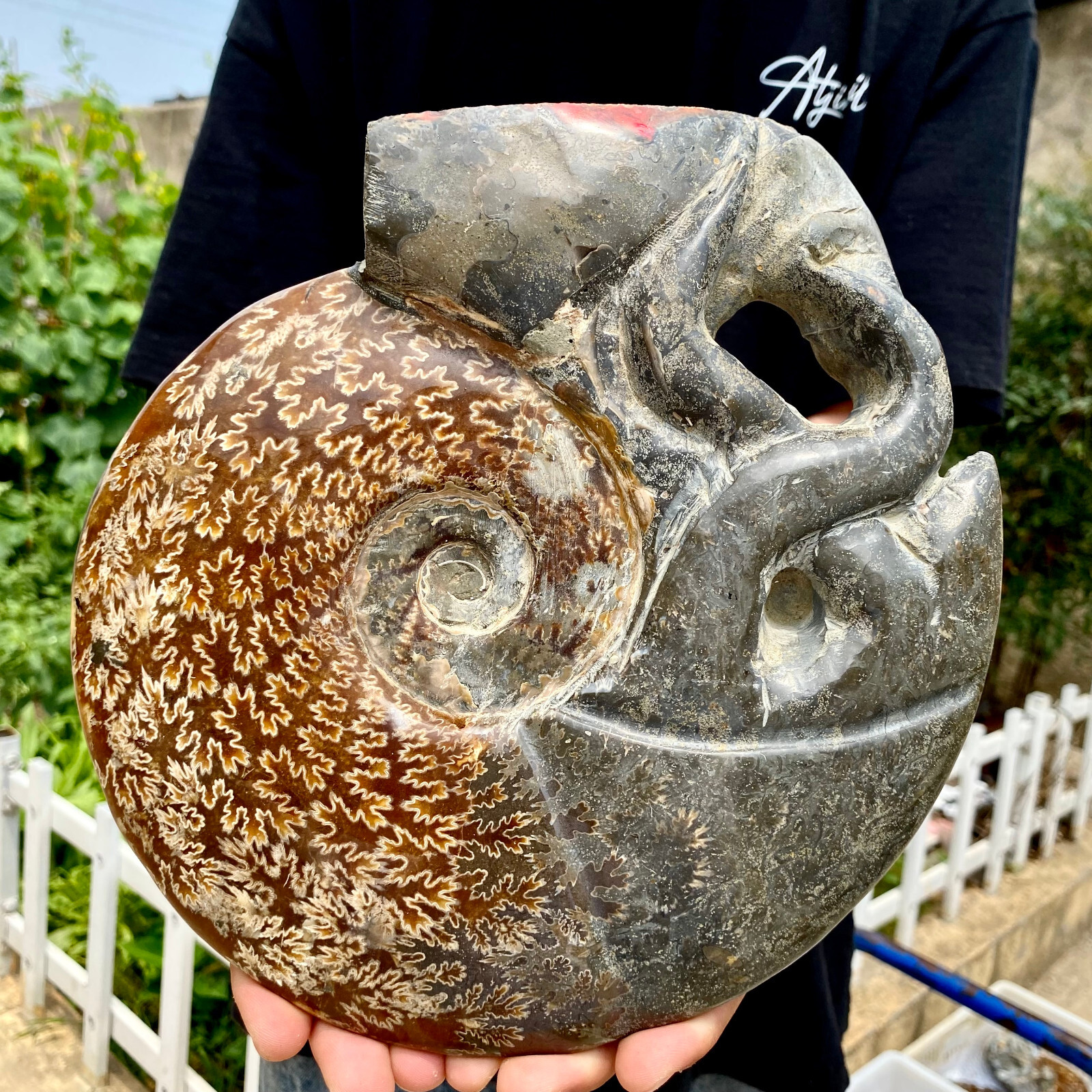 6.1LB Rare natural polished Natural conch fossil specimens of Madagascar