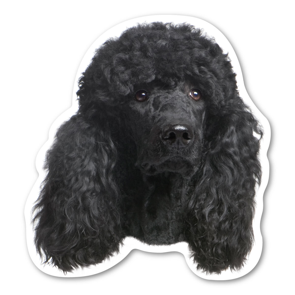 (Black) Poodle Magnet