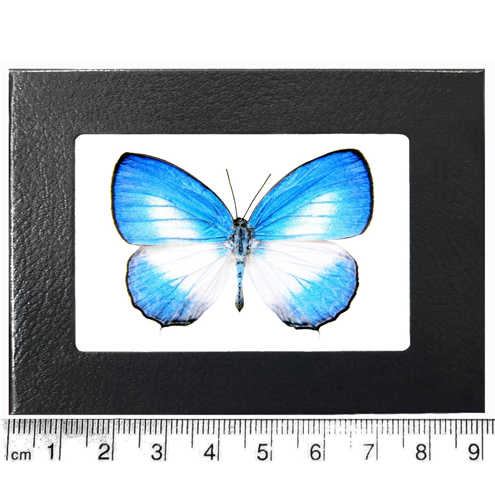 Jamides aruensis blue white butterfly Indonesia framed
