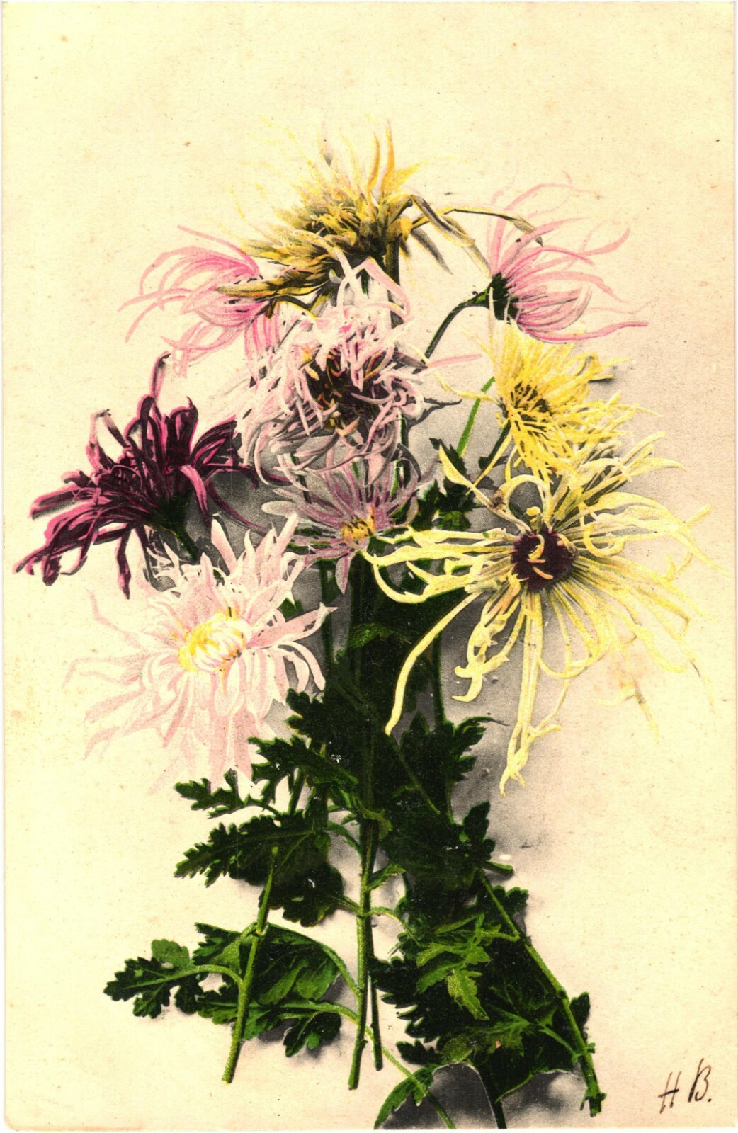 Chrysanthemum Flowers Artist Signed HB Divided Back Postcard c1910s Unused