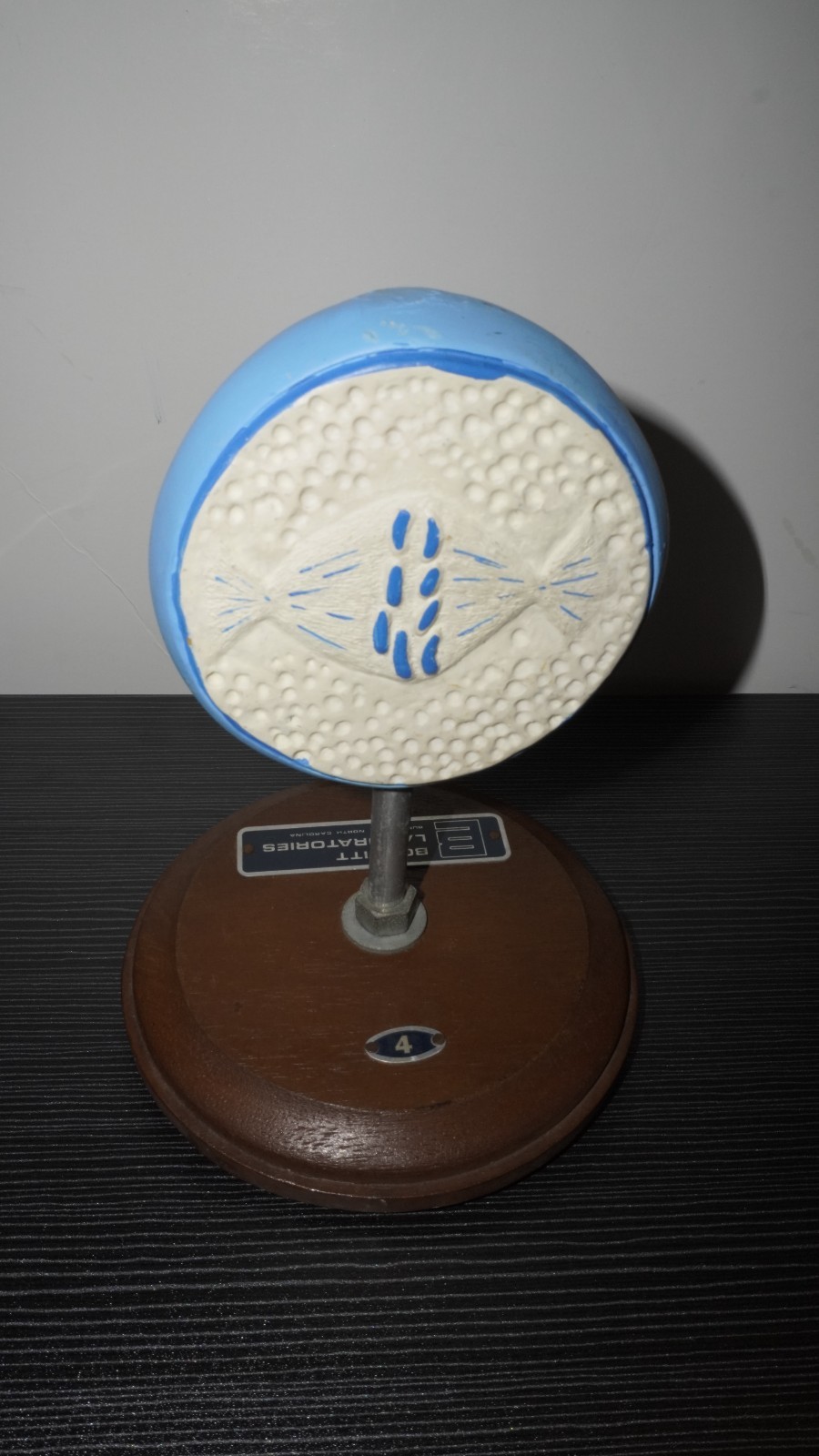 Vintage Bobbitt Laboratories Cell Division Teaching Model #3 Mitosis