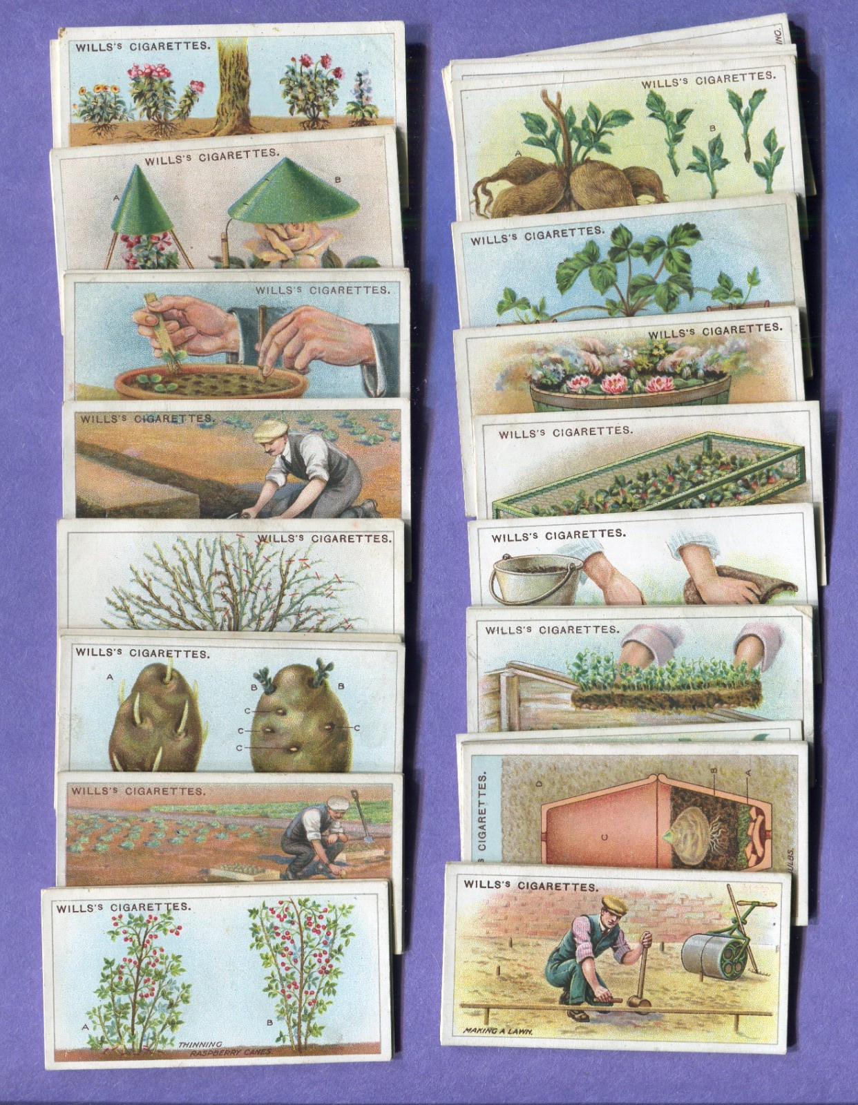 1923 W. D. & H. O. WILLS GARDENING HINTS 50 DIFFERENT TOBACCO CARD SET