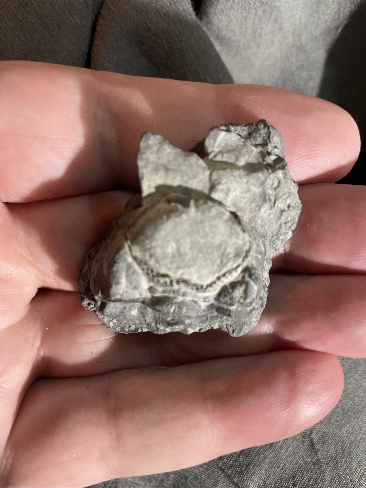 Paleozoic Era fossilized Blastoid specimen and Limestone Matrix