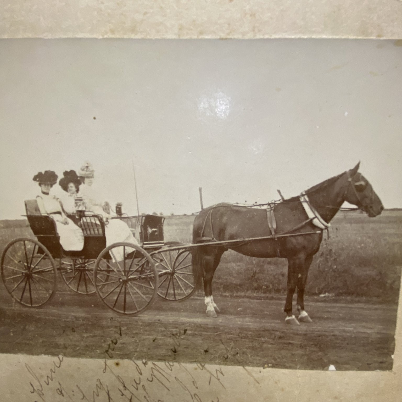 Edwardian Mounted Photograph Women Horse & Buggy 1900s Vernacular Photo