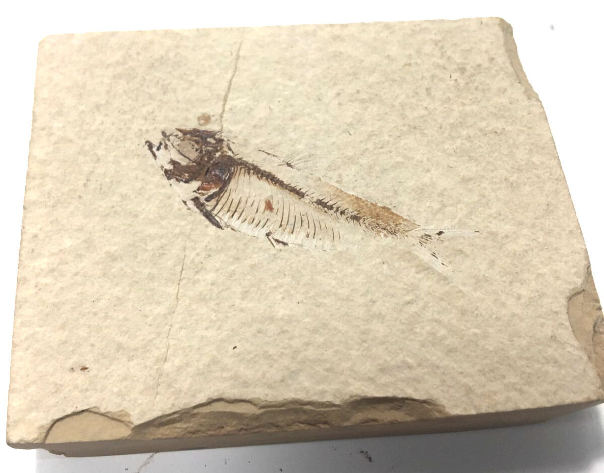 Nice Little 50 Million Year OLD Diplomystus FISH Fossil Nice Little 50 Million Year OLD Diplomystus FISH Fossil